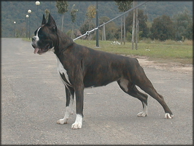 boxer: Lotta el Bosk